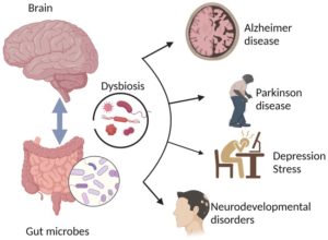 Relatie microbioom en neurologische aandoeningen